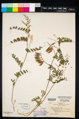 Vicia caroliniana image