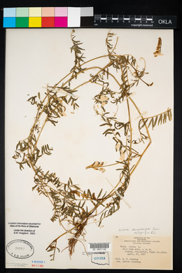 Vicia villosa subsp. varia image