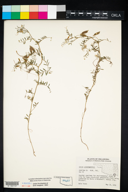 Vicia ludoviciana image