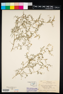 Vicia micrantha image