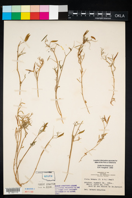 Vicia ludoviciana image