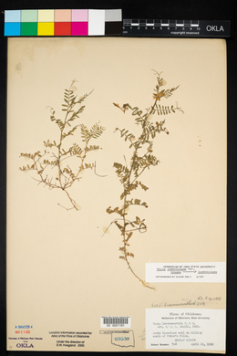 Vicia leavenworthii image