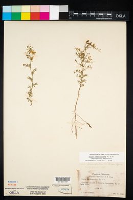 Vicia leavenworthii image