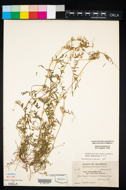 Vicia ludoviciana image