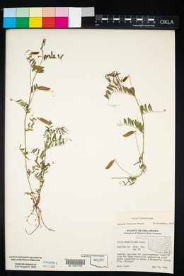 Vicia ludoviciana image