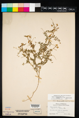 Vicia leavenworthii image