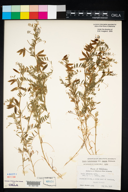 Vicia ludoviciana image