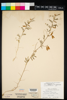 Vicia ludoviciana image