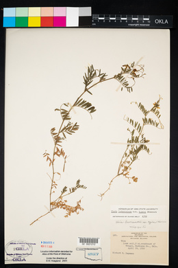 Vicia leavenworthii image