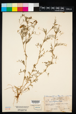 Vicia ludoviciana image