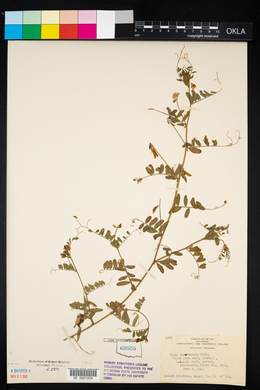 Vicia ludoviciana image