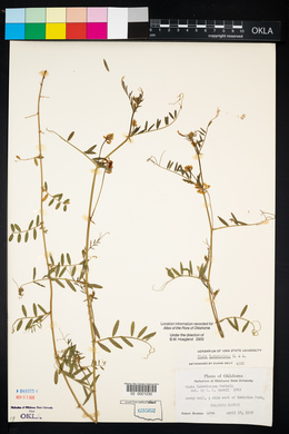 Vicia ludoviciana image