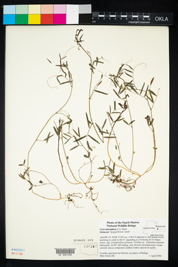 Vicia minutiflora image