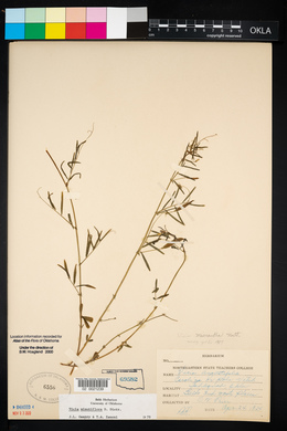 Vicia minutiflora image