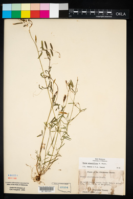 Vicia minutiflora image