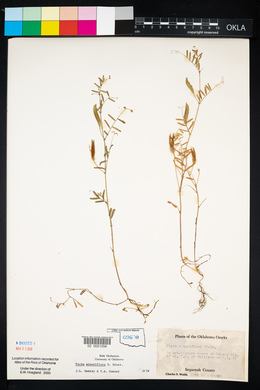 Vicia minutiflora image