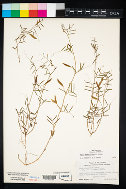 Vicia minutiflora image