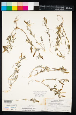 Vicia minutiflora image