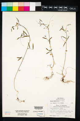 Vicia minutiflora image