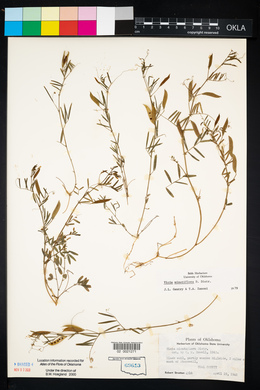 Vicia minutiflora image