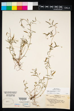 Vicia minutiflora image