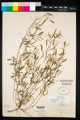 Vicia minutiflora image