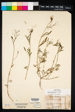 Vicia minutiflora image