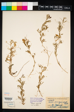 Vicia dissitifolia image