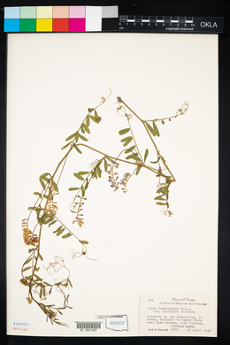 Vicia ludoviciana ssp. ludoviciana image