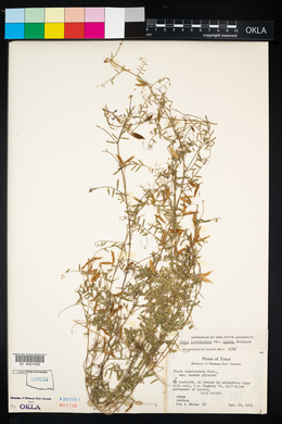 Vicia ludoviciana subsp. ludoviciana image