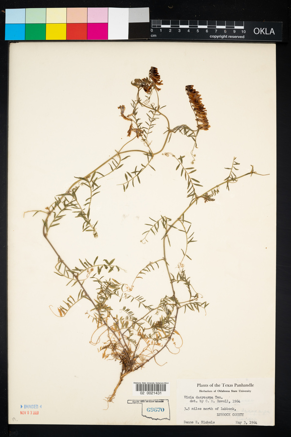 Vicia villosa image