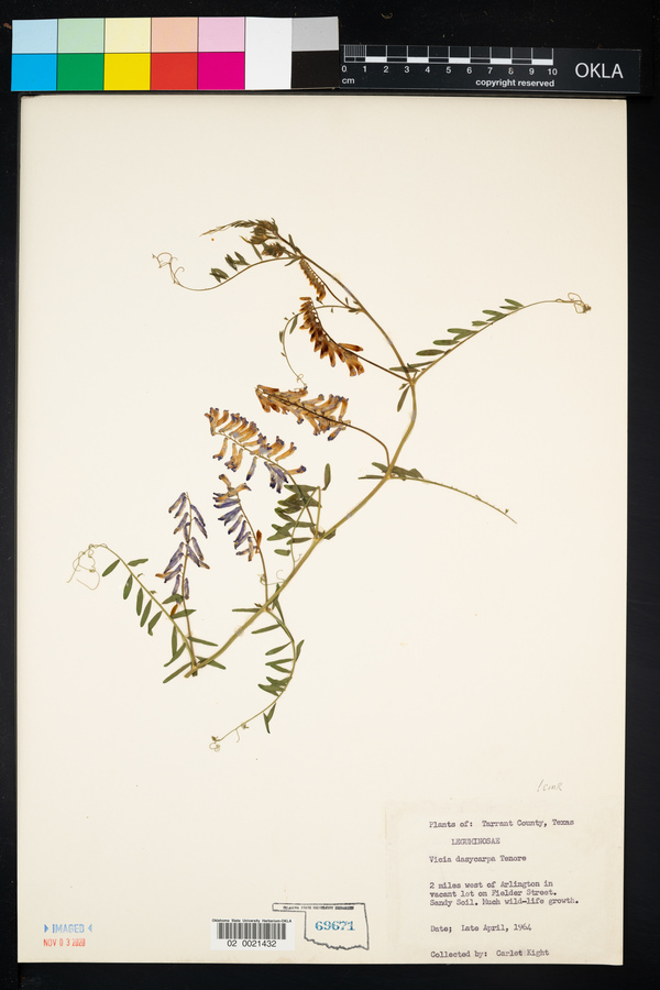 Vicia villosa ssp. varia image