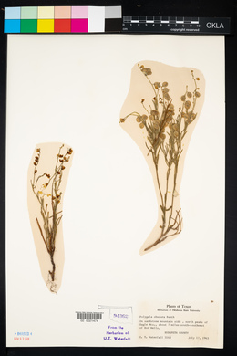 Polygala obscura image