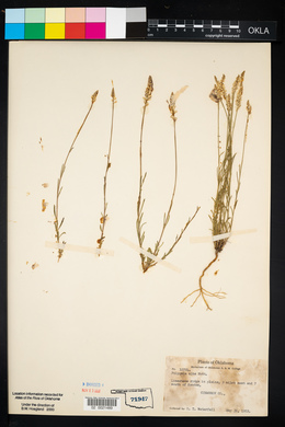 Polygala alba image