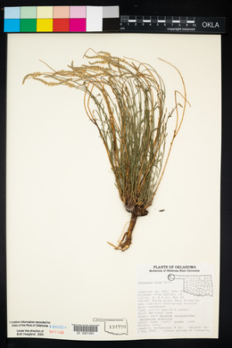 Polygala alba image