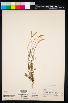 Polygala alba image