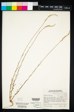 Polygala alba image