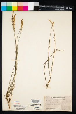 Polygala alba image