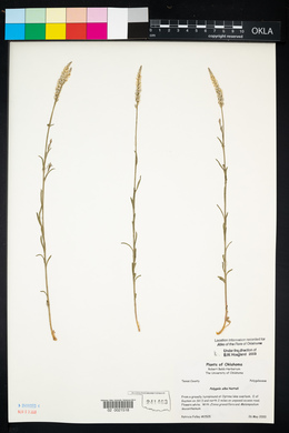 Polygala alba image