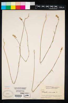 Polygala incarnata image