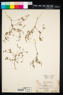 Polygala verticillata image