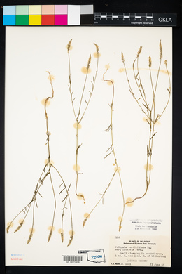 Polygala verticillata image