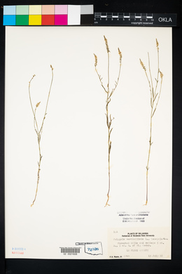 Polygala verticillata var. isocycla image