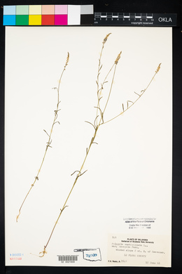 Polygala verticillata var. isocycla image