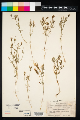 Polygala verticillata image