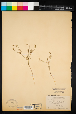 Polygala verticillata image