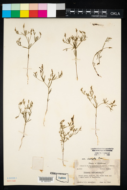 Polygala verticillata image