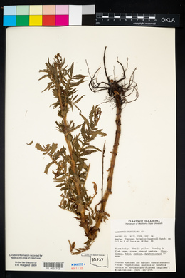 Agrimonia parviflora image