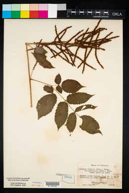 Aruncus dioicus var. pubescens image