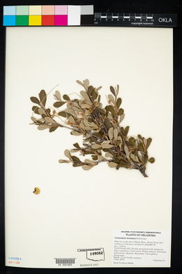 Cercocarpus montanus image